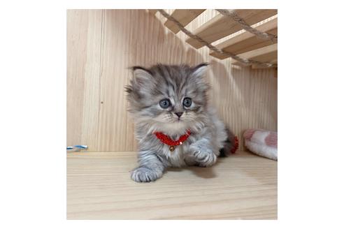 成約済の長野県のミヌエット-17931の2枚目