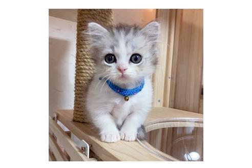 成約済の長野県のミヌエット-17930