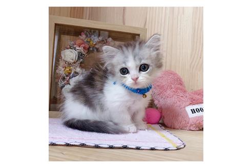 成約済の長野県のミヌエット-17930の5枚目