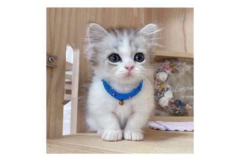 成約済の長野県のミヌエット-17930の4枚目