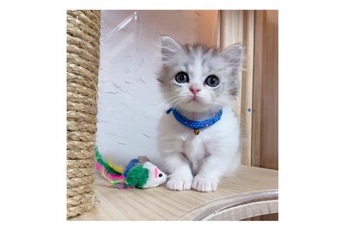 成約済の長野県のミヌエット-17930の3枚目