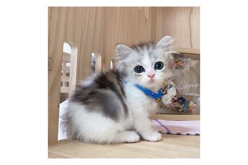 成約済の長野県のミヌエット-17930の2枚目