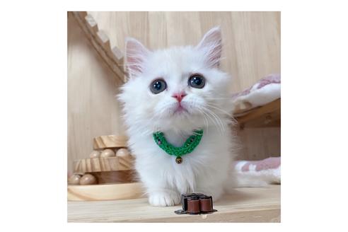 成約済の長野県のミヌエット-17929の5枚目