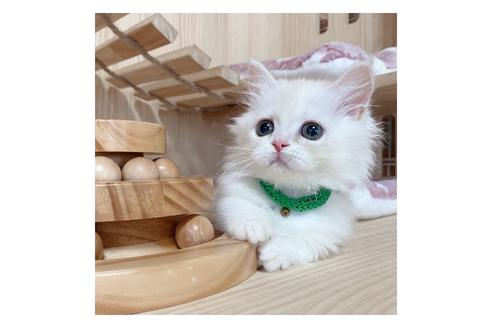 成約済の長野県のミヌエット-17929の4枚目