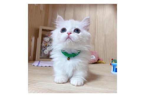 成約済の長野県のミヌエット-17929の3枚目