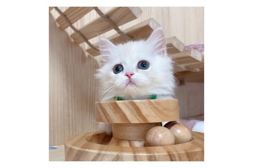 成約済の長野県のミヌエット-17929の2枚目