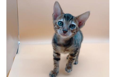 成約済の東京都のトイガー-17949の12枚目