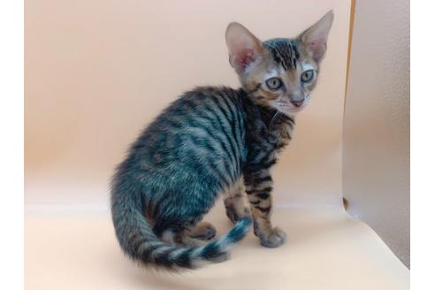 成約済の東京都のトイガー-17949の3枚目