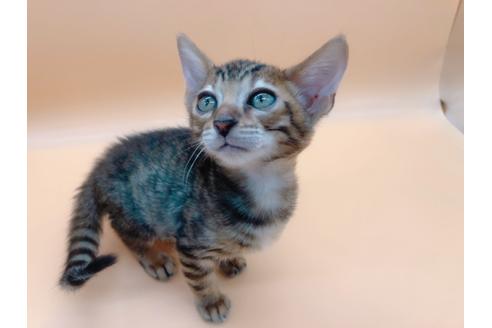 成約済の東京都のトイガー-17949の5枚目