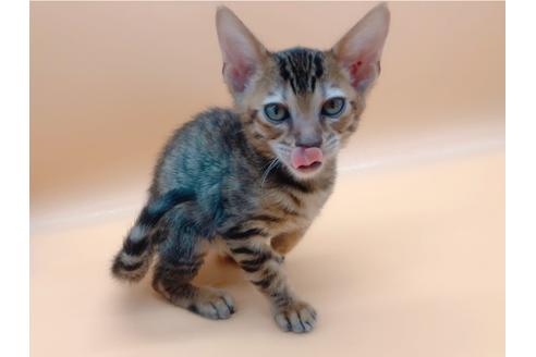 成約済の東京都のトイガー-17949の6枚目