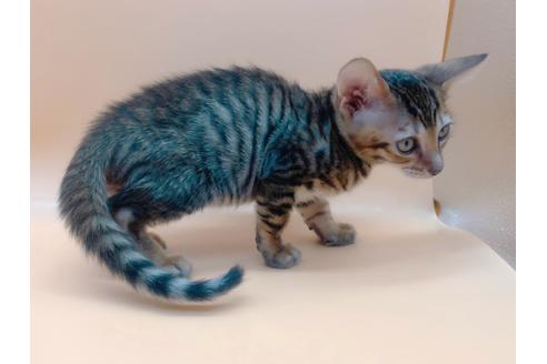 成約済の東京都のトイガー-17949