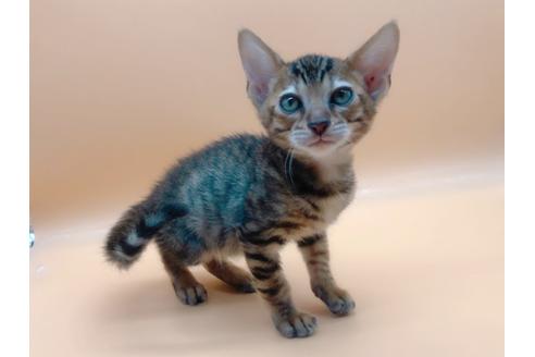 成約済の東京都のトイガー-17949の7枚目