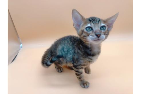 成約済の東京都のトイガー-17949の8枚目