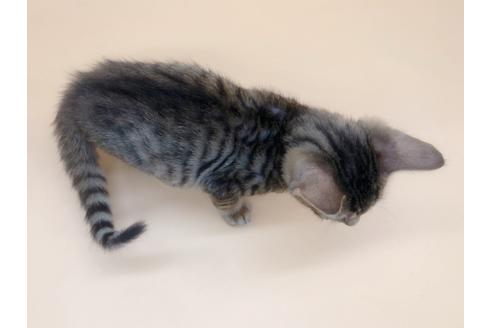 成約済の東京都のトイガー-17949の9枚目