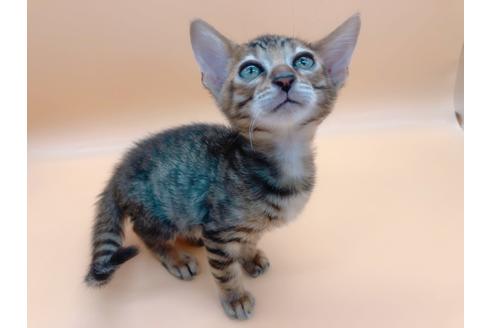 成約済の東京都のトイガー-17949の11枚目