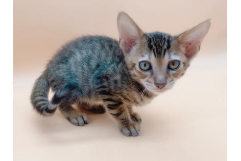 成約済の東京都のトイガー-17949の2枚目