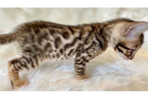 成約済の愛媛県のベンガル-17966の15枚目