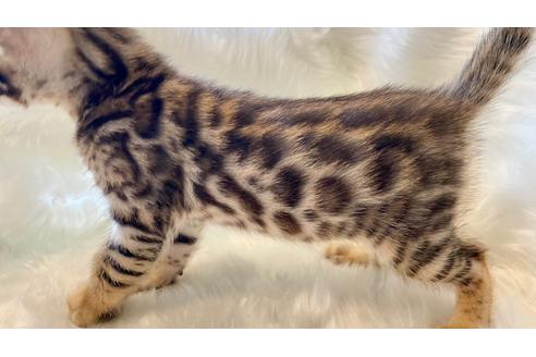 成約済の愛媛県のベンガル-17966の3枚目