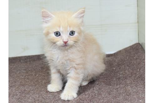 成約済の愛知県のマンチカン-17778の6枚目