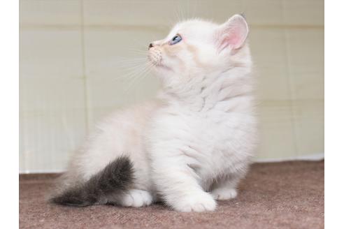 成約済の愛知県のマンチカン-17773の15枚目