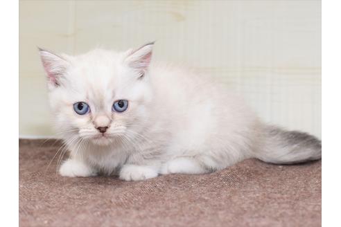 成約済の愛知県のマンチカン-17773の1枚目