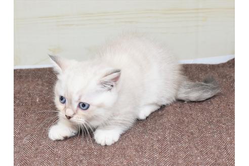 成約済の愛知県のマンチカン-17773の14枚目