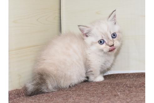 成約済の愛知県のマンチカン-17773の13枚目