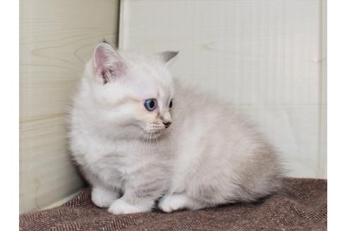 成約済の愛知県のマンチカン-17773の12枚目