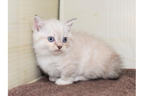 成約済の愛知県のマンチカン-17773の11枚目