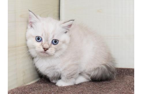 成約済の愛知県のマンチカン-17773の10枚目