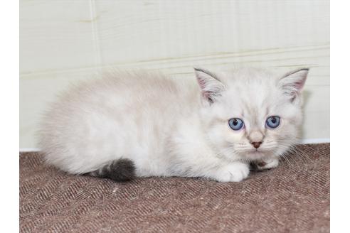 成約済の愛知県のマンチカン-17773の9枚目