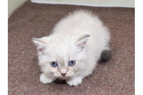 成約済の愛知県のマンチカン-17773の8枚目