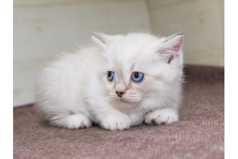 成約済の愛知県のマンチカン-17773の7枚目
