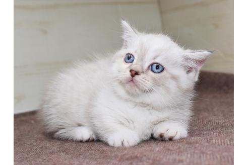 成約済の愛知県のマンチカン-17773の6枚目