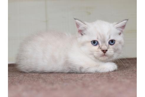 成約済の愛知県のマンチカン-17773の5枚目