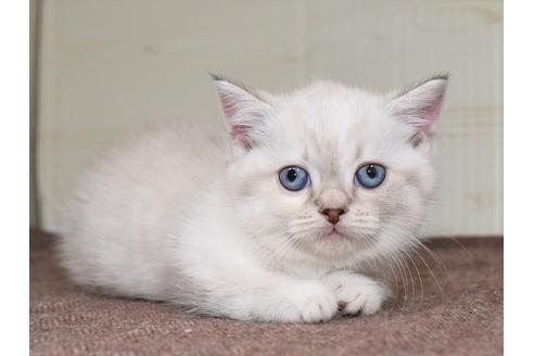 成約済の愛知県のマンチカン-17773の4枚目