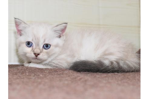 成約済の愛知県のマンチカン-17773の3枚目