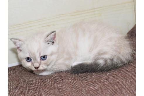 成約済の愛知県のマンチカン-17773の2枚目
