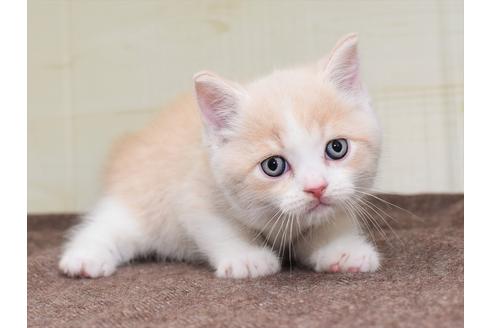 成約済の愛知県のミヌエット-17771の1枚目