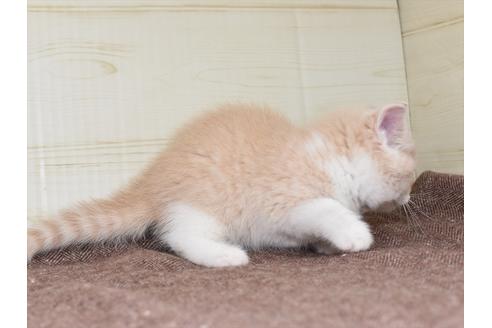 成約済の愛知県のミヌエット-17771の10枚目