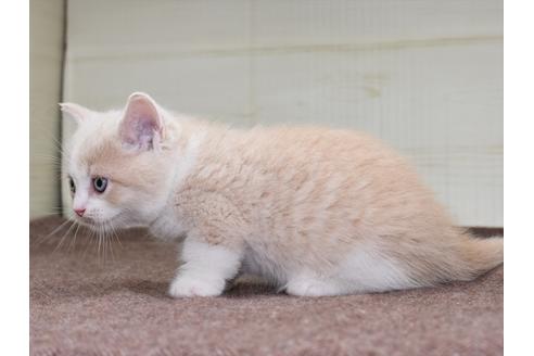 成約済の愛知県のミヌエット-17771の9枚目