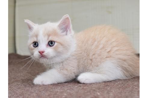 成約済の愛知県のミヌエット-17771の8枚目