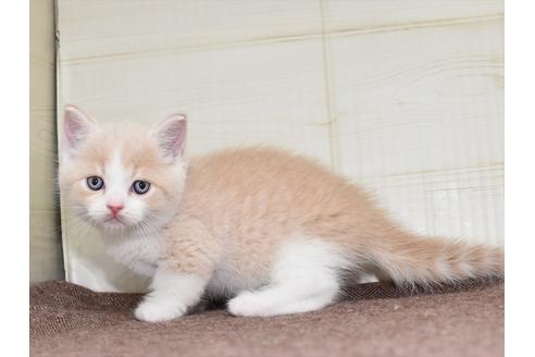 成約済の愛知県のミヌエット-17771の7枚目