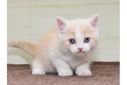 成約済の愛知県のミヌエット-17771の6枚目