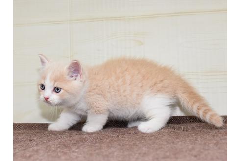 成約済の愛知県のミヌエット-17771の5枚目