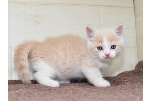 成約済の愛知県のミヌエット-17771の4枚目