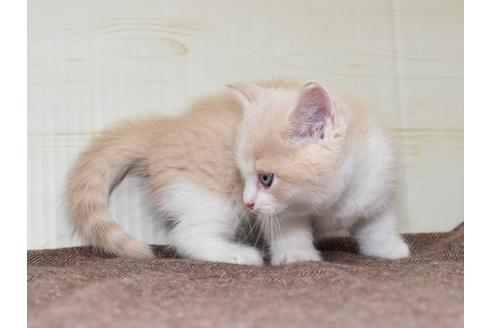 成約済の愛知県のミヌエット-17771の3枚目