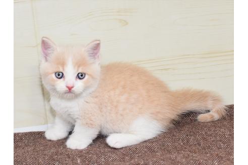 成約済の愛知県のミヌエット-17771の2枚目