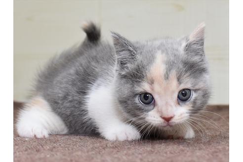 成約済の愛知県のミヌエット-17769