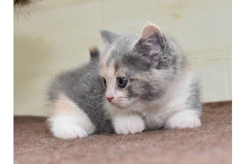 成約済の愛知県のミヌエット-17769の10枚目